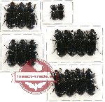 Scientific lot no. 50 Passalidae (16 pcs A-, A2)