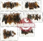 Scientific lot no. 108 Hymenoptera (39 pcs A, A-, A2)