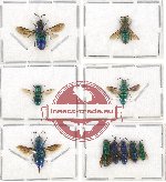 Scientific lot no. 15 Chrysididae (10 pcs A-, A2)