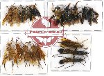 Scientific lot no. 109 Hymenoptera (18 pcs A, A-, A2)