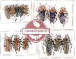 Scientific lot no. 7 Cantharidae (14 pcs)