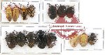 Scientific lot no. 190 Heteroptera (Pentatomidae) (15 pcs)