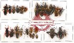 Scientific lot no. 184 Heteroptera (mainly Reduviidae) (26 pcs)