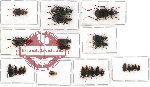 Scientific lot no. 191 Carabidae (24 pcs - 4 pcs A2)