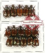 Scientific lot no. 59 Rutelinae (15 pcs)