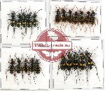 Scientific lot no. 17 Cicindelidae (22 pcs A-, A2)