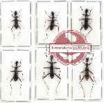 Scientific lot no. 26 Cicindelidae (Neocollyris spp.) (6 pcs - 2 pcs A-)