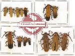 Scientific lot no. 14 Lycidae (14 pcs - 2 pcs A2)