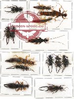 Scientific lot no. 10 Dermaptera (14 pcs A, A-, A2)