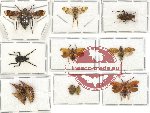 Scientific lot no. 14 Homoptera (12 pcs - 3 pcs A2)