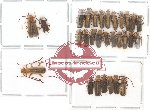 Scientific lot no. 9 Cantharidae (1 pc A2) (29 pcs)