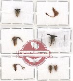 Scientific lot no. 6 Membracinae (7 pcs - 3 pcs A-)