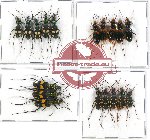 Scientific lot no. 19 Cicindelidae (18 pcs A-, A2)