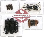 Scientific lot no. 68 Elateridae (13 pcs)