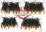 Scientific lot no. 94 Hymenoptera (19 pcs)