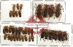 Scientific lot no. 10 Cantharidae (39 pcs)