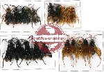 Scientific lot no. 90 Hymenoptera (20 pcs)