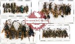 Scientific lot no. 99 Hymenoptera (38 pcs A, A-, A2)