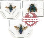 Scientific lot no. 13 Chrysididae (4 pcs)