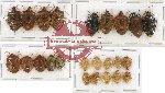 Scientific lot no. 173 Heteroptera (Pentatomidae) (24 pcs A, A-, A2)