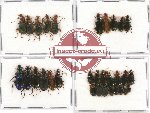 Scientific lot no. 184 Carabidae (30 pcs)