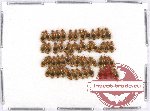 Scientific lot no. 173 Carabidae (Lebiinae) (54 pcs)