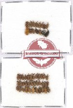 Scientific lot no. 222 Curculionidae (51 pcs)