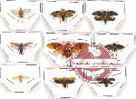 Scientific lot no. 13A Homoptera (9 pcs - 2 pcs A-)