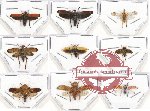 Scientific lot no. 12A Homoptera (9 pcs)