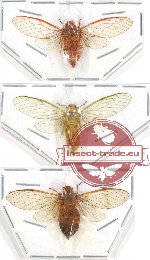 Scientific lot no. 6 Cicadidae (3 pcs - 1 pc A2)