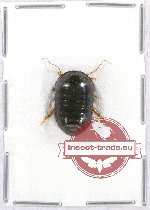 Blattodea sp. 38A (Perisphaerus sp.)