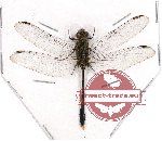 Orthetrum sabina
