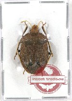 Pentatomidae sp. 16