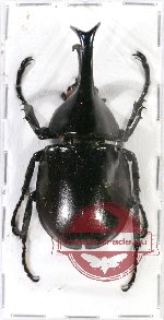 Xylotrupes macleayi ssp.