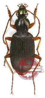 Chlaenius sp. 10