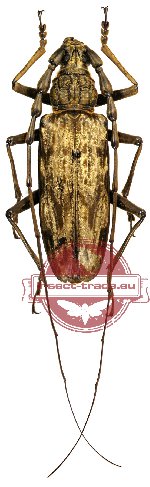 Neocerambyx gigas (Thomson, 1878)