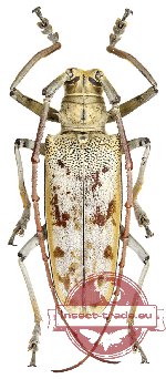 Batocera tigris ssp. hector