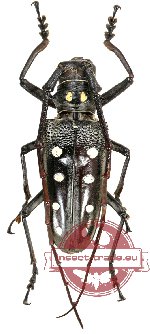Batocera parryi immaculata