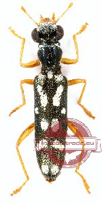 Callimerus sp. 1 (3 pcs)