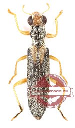 Callimerus sp. 2