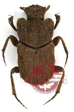 Drepanocerus sp. 1