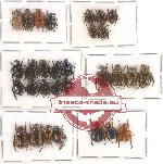 Scientific lot no. 64 Rutelinae (30 pcs)