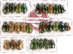 Scientific lot no. 76 Rutelinae (26 pcs A-, A)