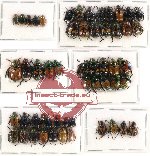 Scientific lot no. 66 Rutelinae (53 pcs)