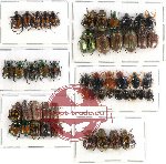 Scientific lot no. 65 Rutelinae (51 pcs)