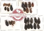 Scientific lot no. 179 Heteroptera (mainly Aradidae) (28 pcs)