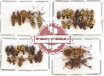 Scientific lot no. 185 Heteroptera (34 pcs A-, A2)