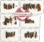 Scientific lot no. 118 Hymenoptera (36 pcs)