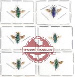 Scientific lot no. 14 Chrysididae (6 pcs)