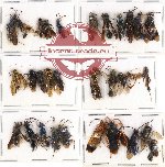 Scientific lot no. 114 Hymenoptera (30 pcs A, A-, A2)